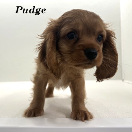 puppy, for, sale, Cockaliers, Joe & Cherri  Overlease, dog, breeder, Miller, MO, dog-breeder, puppy-for-sale, forsale, nearby, find, puppyfind, locator, puppylocator, aca